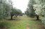 For sale:  land - Kassandra (4114-891) | Dom2000.com #24494856