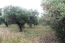 For sale:  land - Kassandra (4114-891) | Dom2000.com #24494857