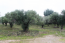 For sale:  land - Kassandra (4114-891) | Dom2000.com #24494860