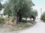 For sale:  land - Kassandra (4119-895) | Dom2000.com #24547054