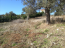 For sale:  land - Sithonia (4119-905) | Dom2000.com #24547108