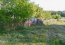 For sale:  land - д. Panovo (10520-958) | Dom2000.com #76204647
