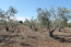For sale:  land - Chalkidiki (4934-982) | Dom2000.com #31467796