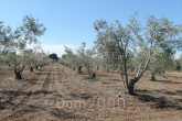 For sale:  land - Chalkidiki (4934-982) | Dom2000.com